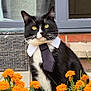 cat, black_and_white, tie, collar, flowers, marigold, orange_flowers, garden, outdoor, grass, pet, animal, sitting, looking, window, brick_wall, plant, nature, cute, domestic_cat
