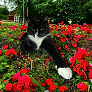 Mikey joined the competition — help win amazing prizes! cat, black_and_white, flower_bed, red_flowers, greenery, outdoor, nature, pet, animal, relaxed, paw, garden, lush, moss, close_up, wildlife, summer, plant, flora, feline