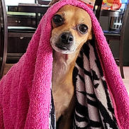 Jeffrey is registered to the contest to win money with this photo: dog, blanket, pink, indoor, pet, cozy, small_dog, fur, curious, living_room, chair, table, pattern, fabric, domestic, cute, animal, ears, face, expression
