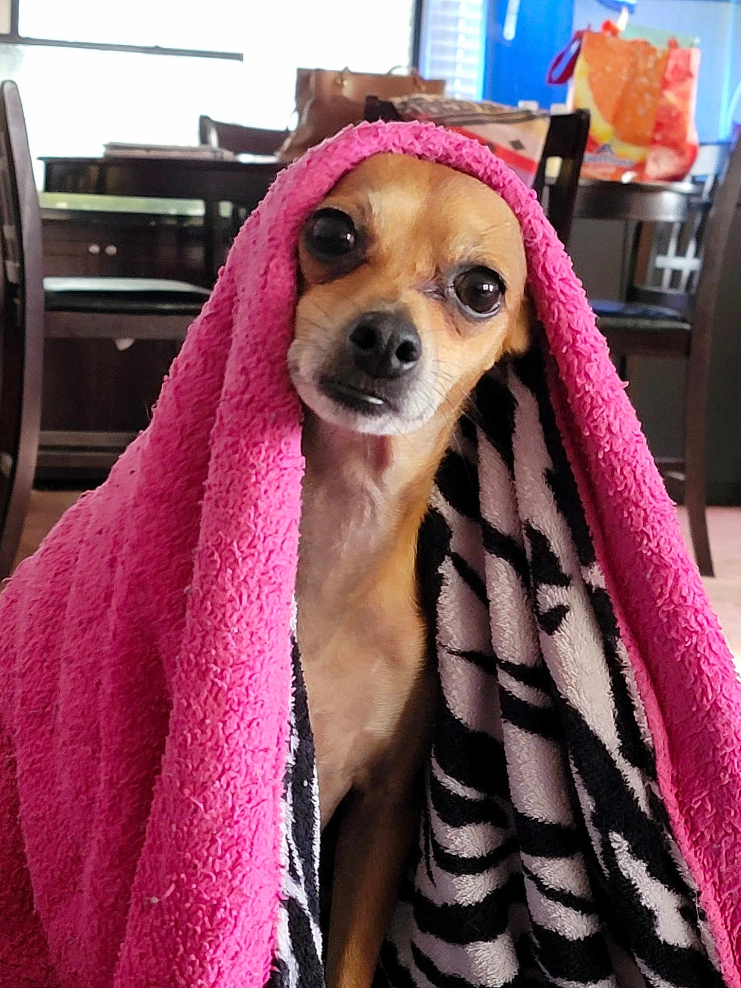 Jeffrey is registered to the contest to win money with this photo: dog, blanket, pink, indoor, pet, cozy, small_dog, fur, curious, living_room, chair, table, pattern, fabric, domestic, cute, animal, ears, face, expression