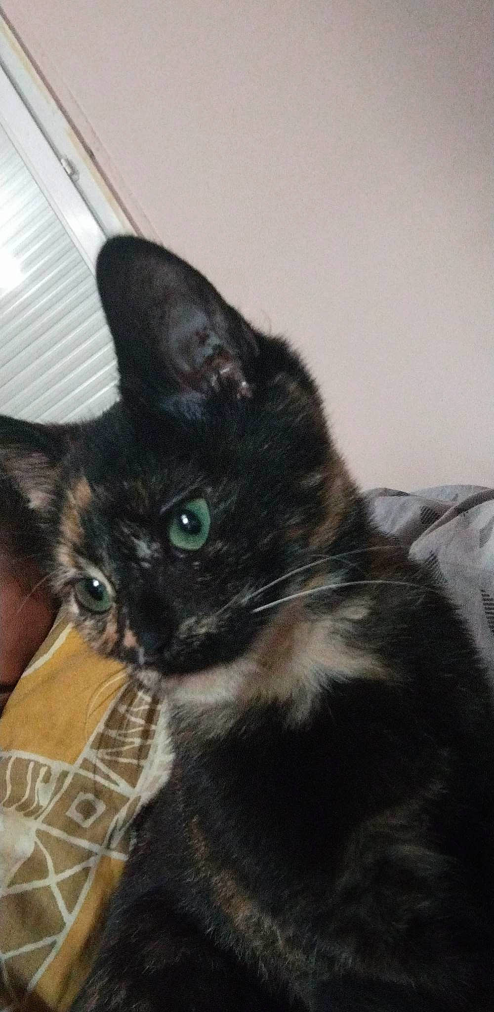 Twix a rejoint le concours — aidez-le/la à gagner de superbes lots ! black_cat, box, carnivore, cat, claw, comfort, domestic_short_haired_cat, ear, felidae, fur, paw, small_to_medium_sized_cats, snout, tail, whiskers