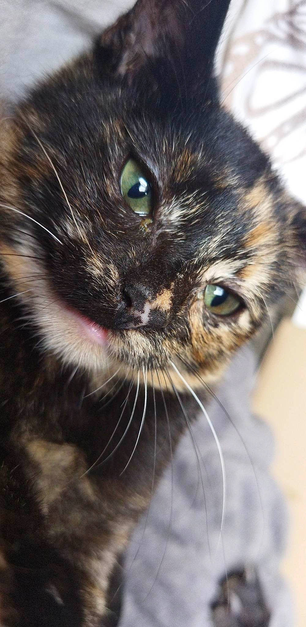 Twix a rejoint le concours — aidez-le/la à gagner de superbes lots ! black_cat, carnivore, cat, domestic_short_haired_cat, eye, face, felidae, fur, hair, head, human_body, mammal, plant, small_to_medium_sized_cats, snout, tree, vertebrate, whiskers, wildlife, window