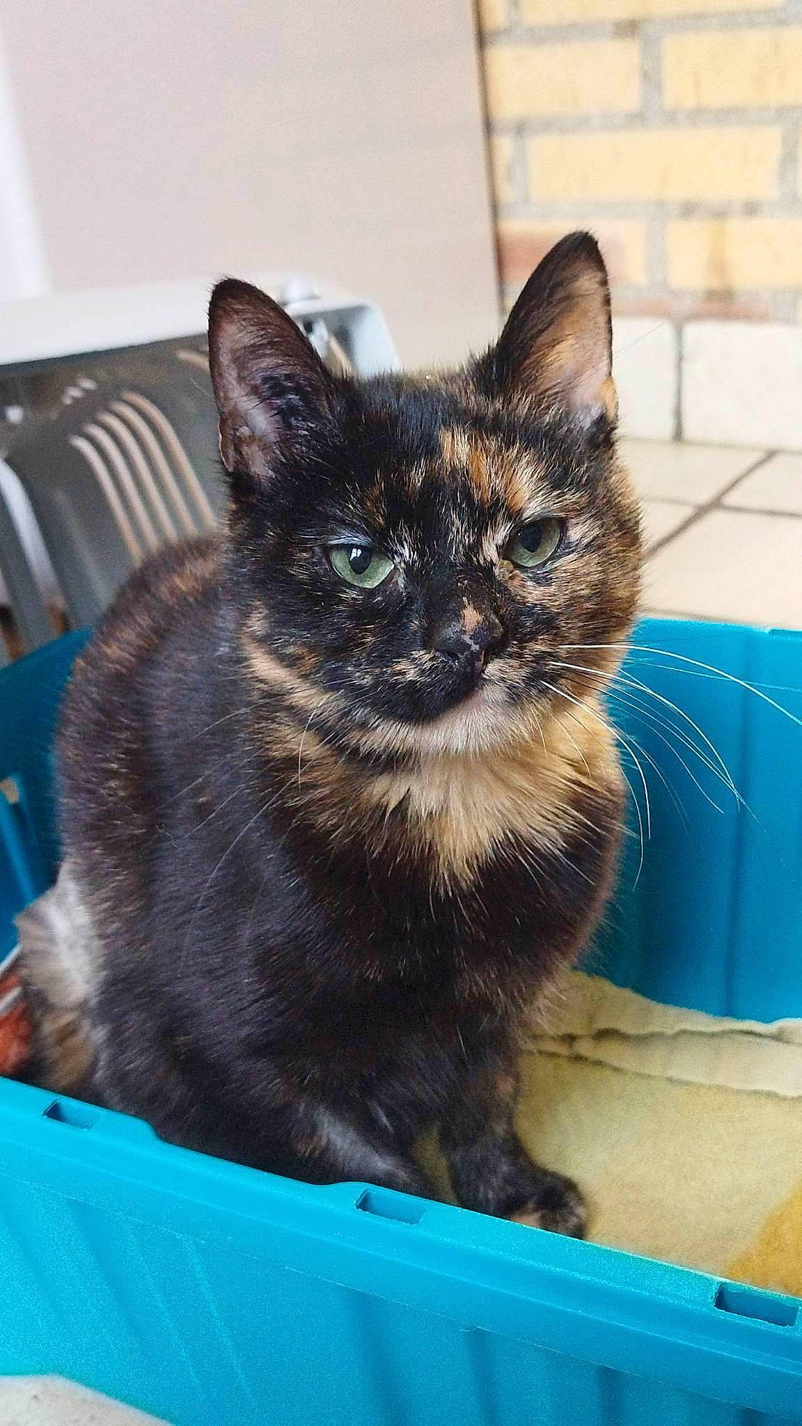 Twix participe au concours pour gagner de l'argent avec cette photo : blue, box, carnivore, cat, cat_furniture, cat_supply, chair, comfort, domestic_short_haired_cat, electric_blue, felidae, fur, pet_supply, sitting, small_to_medium_sized_cats, snout, tail, terrestrial_animal, whiskers, window