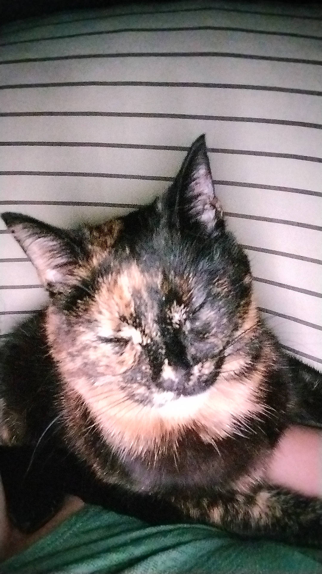 Twix participe au concours pour gagner de l'argent avec cette photo : black_cat, carnivore, cat, claw, cloud, comfort, domestic_short_haired_cat, eye, felidae, fur, houseplant, nap, paw, sky, small_to_medium_sized_cats, snout, tail, tints_and_shades, whiskers, window