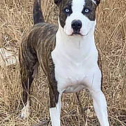 Gypsy Rose is registered to the contest to win money with this photo: dog, animal, outdoor, grass, field, brindle, white, blue_eyes, pet, standing, alert, nature, canine, fur, tail, ears, mammal, looking, playful, wild