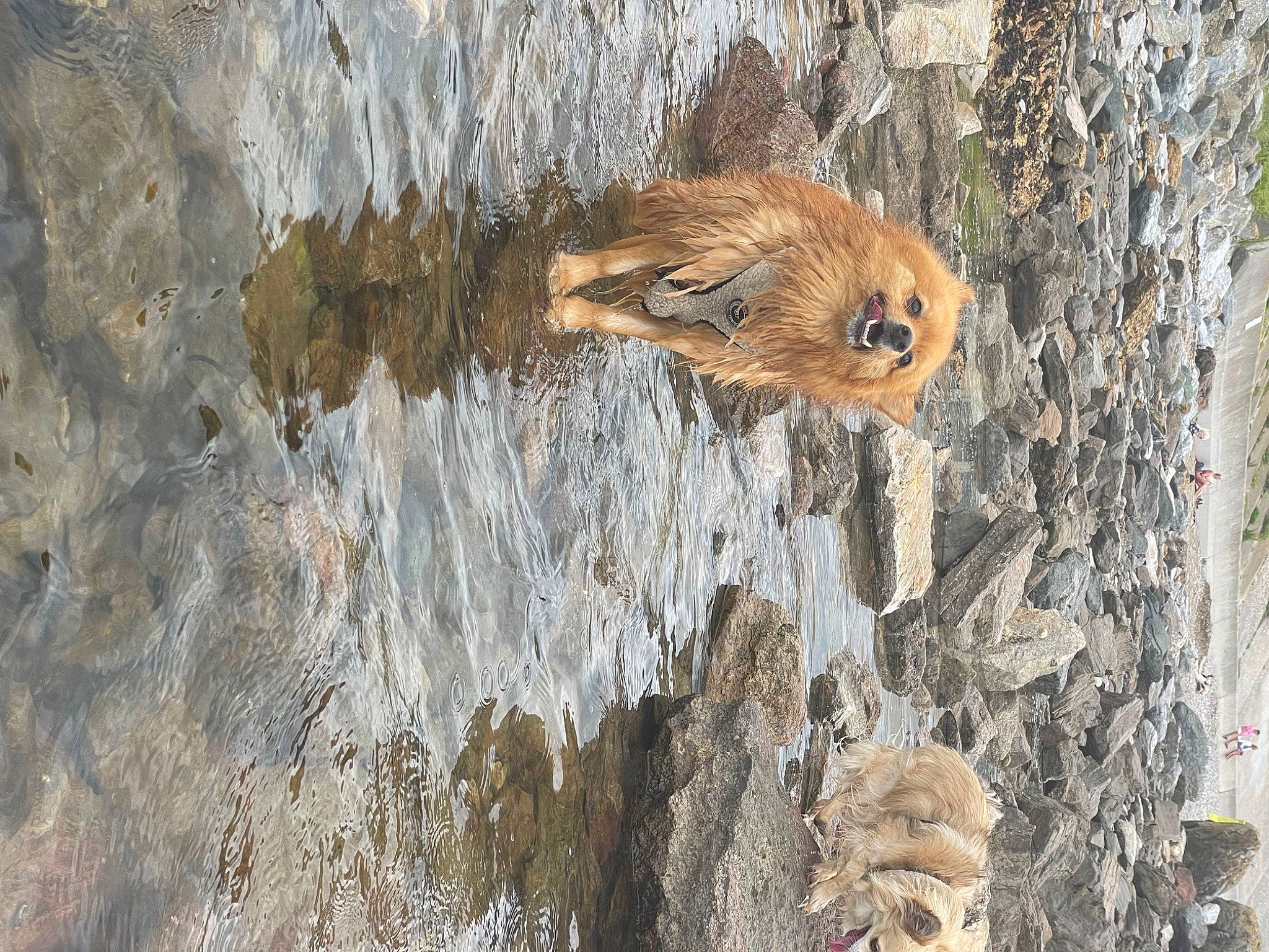 Arlo joined the competition — help win amazing prizes! art, carnivore, fawn, fox_squirrel, fur, plant, rock, rodent, squirrel, tail, terrestrial_animal, tree, trunk, water, whiskers, wildlife, winter, wood