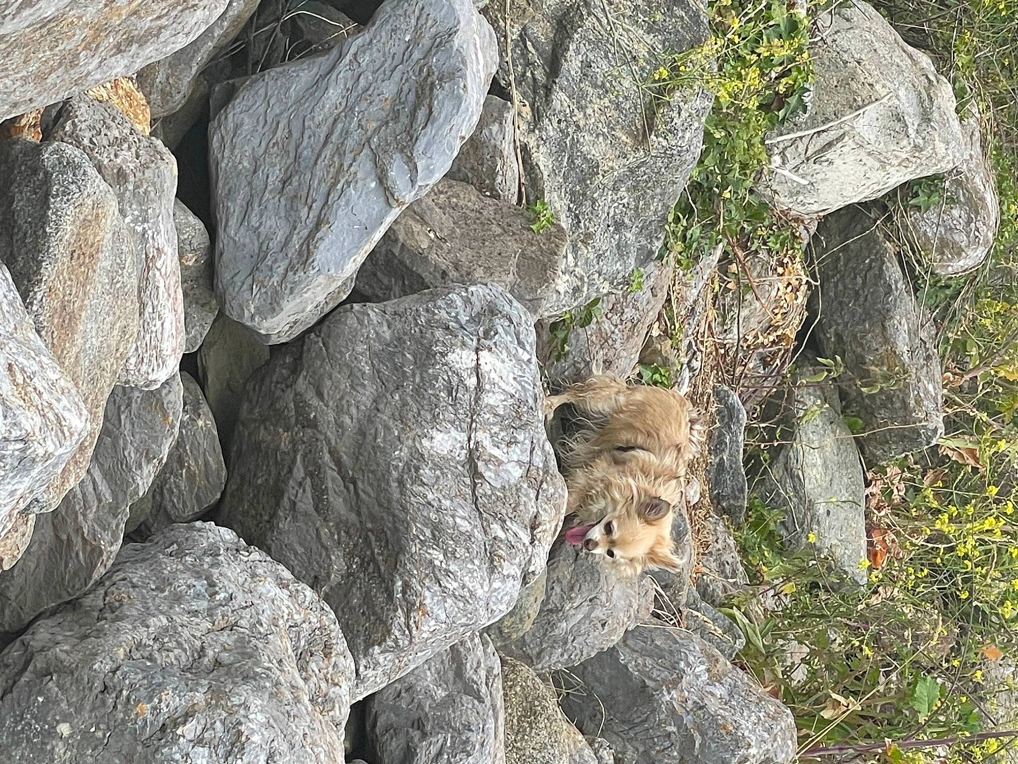 Arlo joined the competition — help win amazing prizes! art, bedrock, boulder, fault, formation, geology, grass, groundcover, igneous_rock, intrusion, landscape, limestone, outcrop, plant, rock, sculpture, soil, stone_wall, trunk, wood