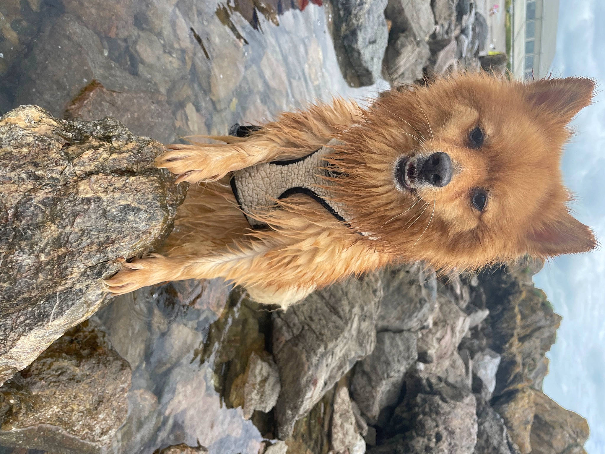 Arlo is registered to the contest to win money with this photo: bedrock, canidae, carnivore, companion_dog, dog_breed, fawn, fox, fur, lake, rock, snout, tail, terrestrial_animal, tree, trunk, whiskers, wildlife, window, wood