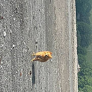 Arlo joined the competition — help win amazing prizes! asphalt, beak, bedrock, concrete, grass, grey, insect, invertebrate, perching_bird, pest, plant, road_surface, rock, shadow, soil, tar, terrestrial_animal, tree, trunk, wood