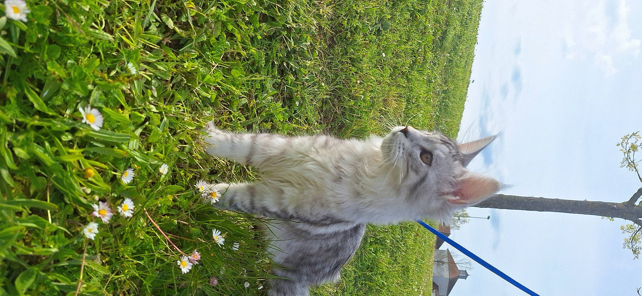 Utopya participe au concours pour gagner de l'argent avec cette photo : annual_plant, carnivore, cat, domestic_short_haired_cat, felidae, flower, fur, grass, groundcover, herb, paw, petal, plant, rose, small_to_medium_sized_cats, tail, water, whiskers