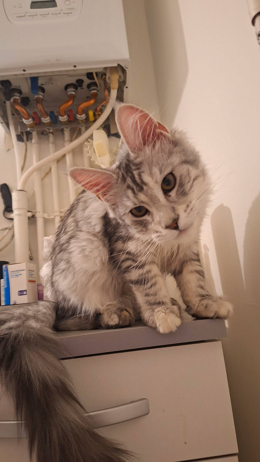 Utopya participe au concours pour gagner de l'argent avec cette photo : box, cardboard, carnivore, cat, claw, comfort, domestic_short_haired_cat, ear, felidae, fur, major_appliance, paw, shelf, small_to_medium_sized_cats, tail, whiskers