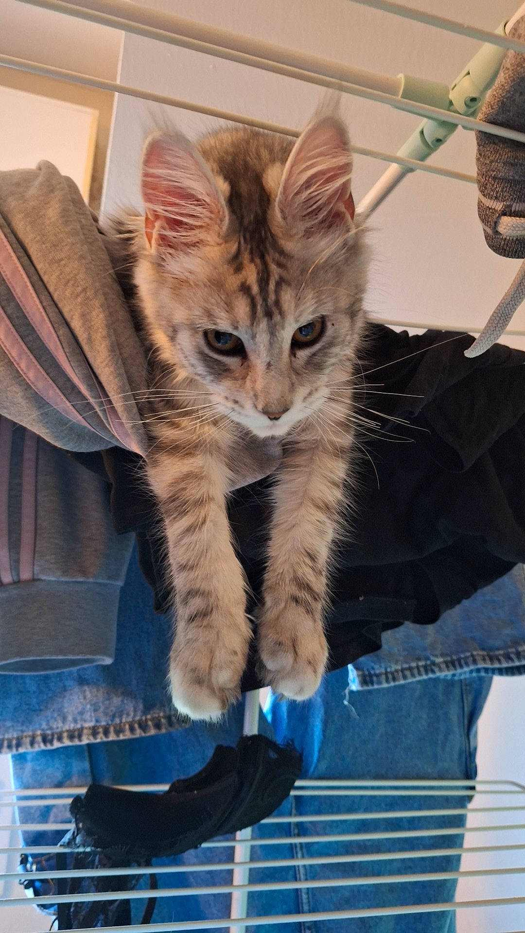 Utopya a rejoint le concours — aidez-le/la à gagner de superbes lots ! carnivore, cat, claw, denim, domestic_short_haired_cat, electric_blue, fawn, felidae, fur, human_leg, paw, sitting, small_to_medium_sized_cats, snout, tail, whiskers