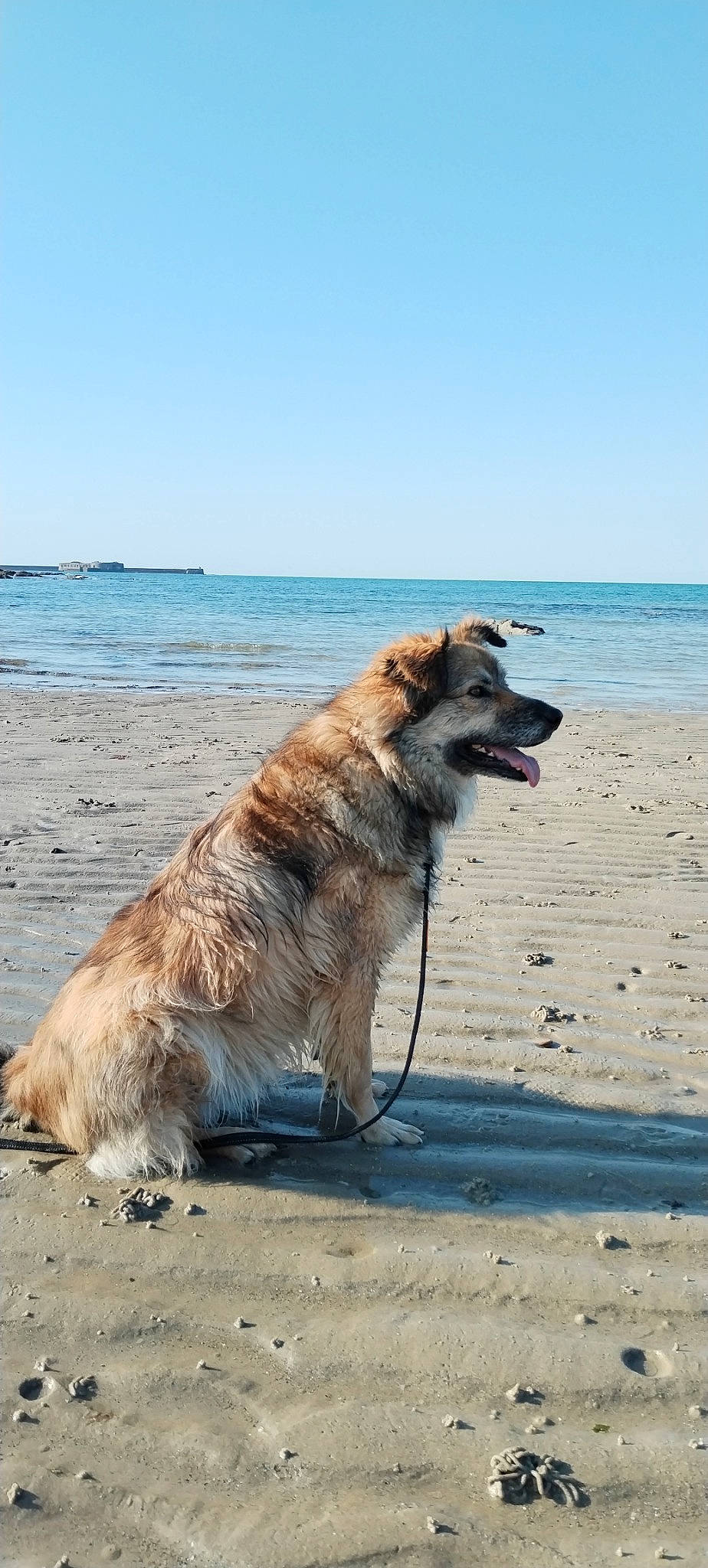 Watson a rejoint le concours — aidez-le/la à gagner de superbes lots ! beach, body_of_water, canidae, carnivore, collar, companion_dog, dog, dog_breed, fawn, horizon, ocean, sand, sky, sporting_group, tail, water, wave, wind_wave, wood, working_dog
