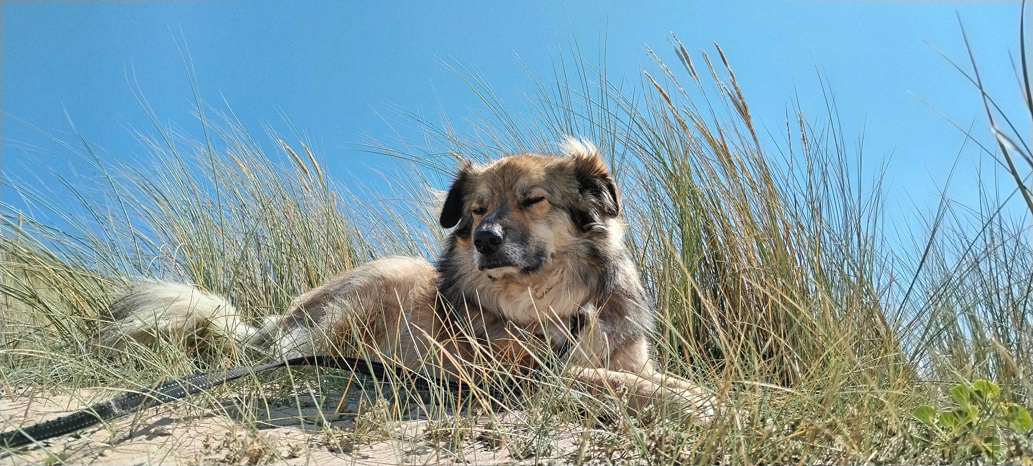 Watson a rejoint le concours — aidez-le/la à gagner de superbes lots ! bactrian_camel, canidae, carnivore, companion_dog, dog, dog_breed, fawn, grass, hoary_marmot, hyena, landscape, plant, savanna, shrubland, sky, snout, sporting_group, terrestrial_animal, wildlife, working_animal