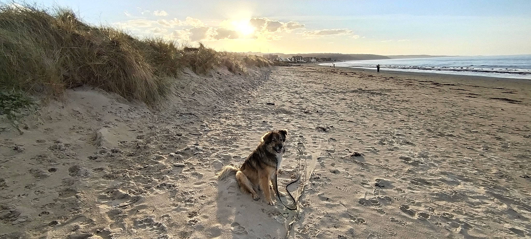 Watson participe au concours pour gagner de l'argent avec cette photo : beach, carnivore, cloud, coast, dog, dog_breed, fawn, horizon, landscape, light, ocean, plant, sand, shore, sky, sporting_group, sunlight, sunrise, water, wind_wave