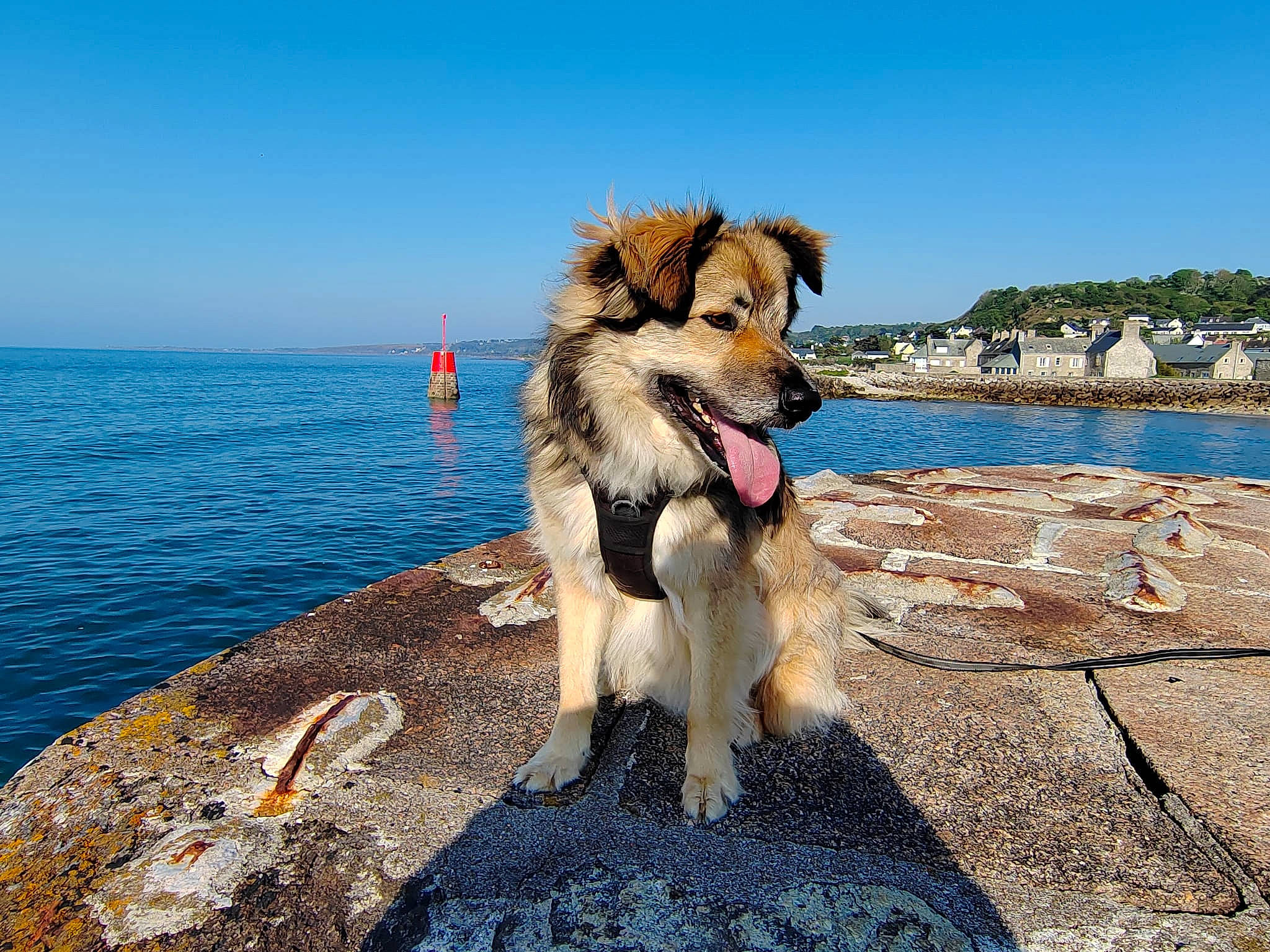 Watson participe au concours pour gagner de l'argent avec cette photo : canidae, carnivore, collar, companion_dog, dog, dog_breed, dog_supply, east_european_shepherd, fawn, herding_dog, king_shepherd, lake, ocean, old_german_shepherd_dog, recreation, sky, sporting_group, water, working_animal, working_dog
