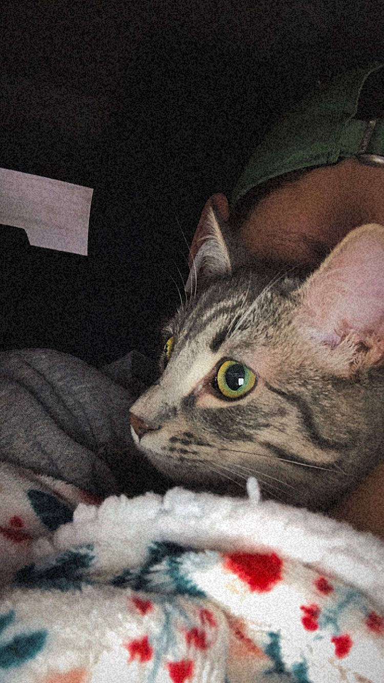 Tao participe au concours pour gagner de l'argent avec cette photo : art, carnivore, cat, comfort, domestic_short_haired_cat, felidae, fur, grey, mammal, paw, photo_caption, small_to_medium_sized_cats, snout, whiskers, window