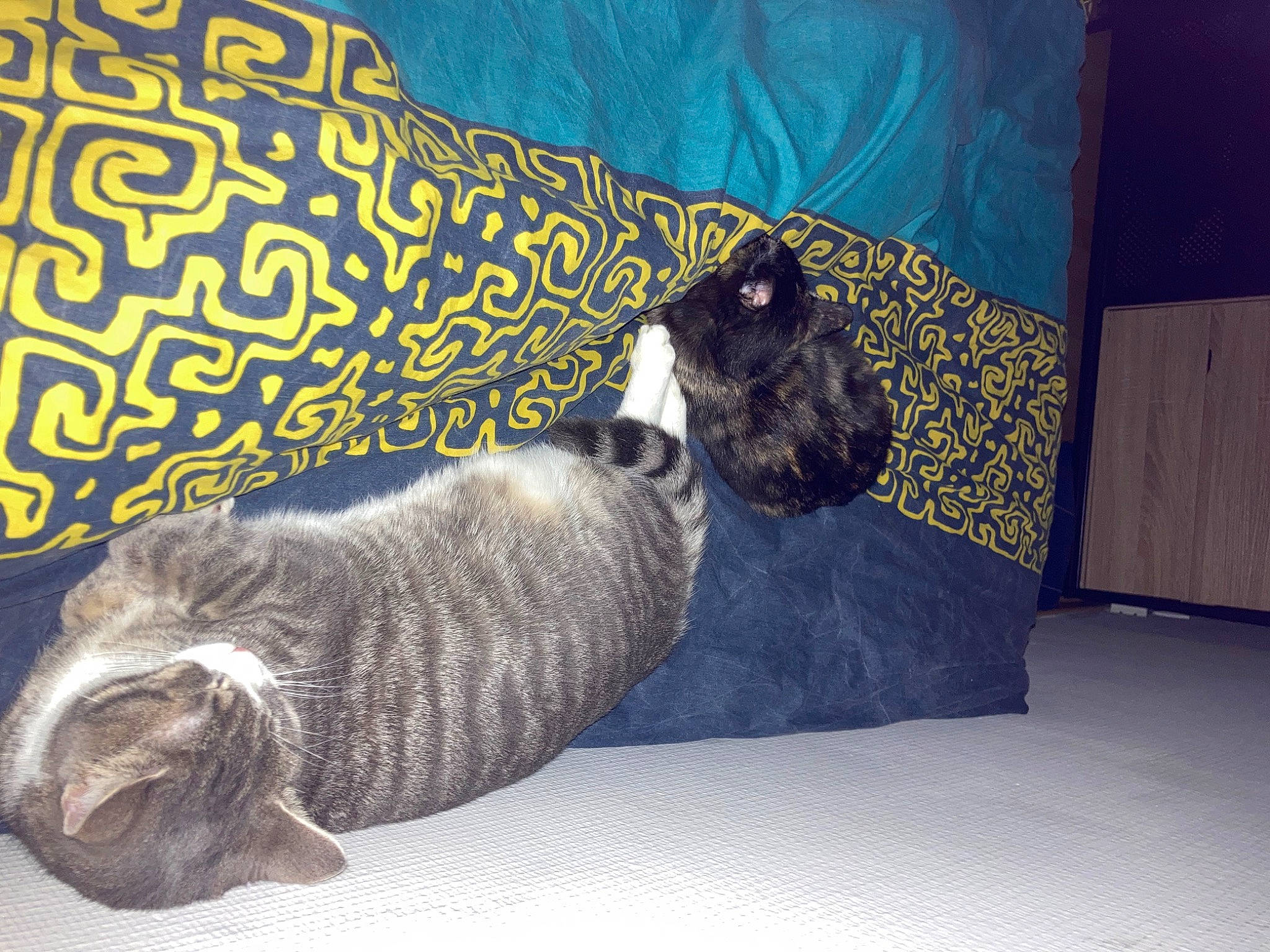 Tokyo participe au concours pour gagner de l'argent avec cette photo : canidae, carnivore, cat, comfort, couch, domestic_short_haired_cat, felidae, flooring, fur, grey, living_room, paw, rectangle, room, small_to_medium_sized_cats, sporting_group, studio_couch, tail, whiskers