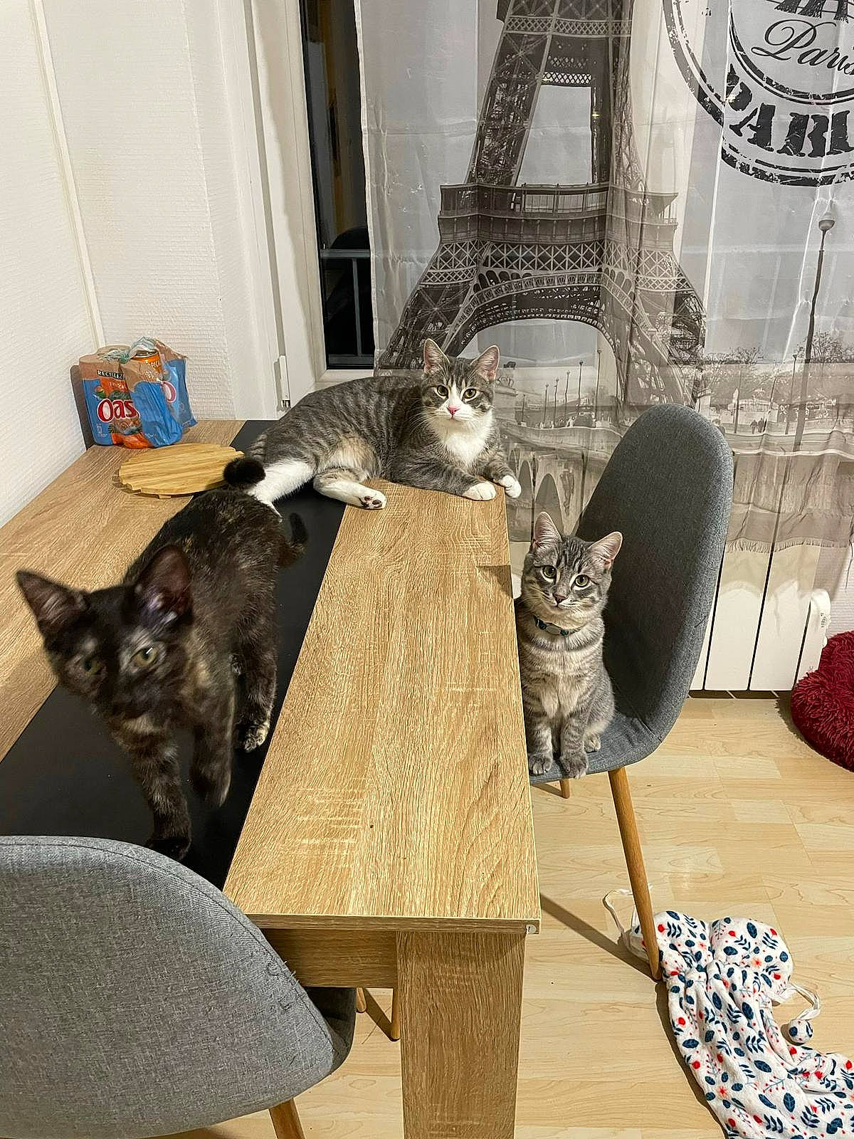 Tokyo participe au concours pour gagner de l'argent avec cette photo : carnivore, cat, chair, comfort, fawn, felidae, floor, flooring, fur, furniture, hardwood, interior_design, living_room, outdoor_furniture, room, small_to_medium_sized_cats, table, tail, whiskers, wood