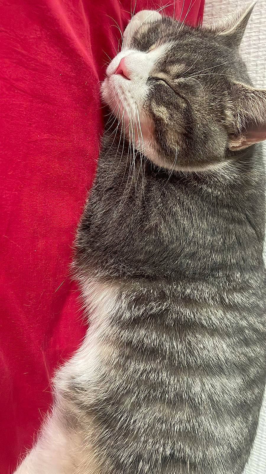 Tokyo participe au concours pour gagner de l'argent avec cette photo : carnivore, cat, claw, close_up, comfort, domestic_short_haired_cat, fang, felidae, fur, grey, nap, paw, small_to_medium_sized_cats, snout, tail, terrestrial_animal, whiskers, yawn