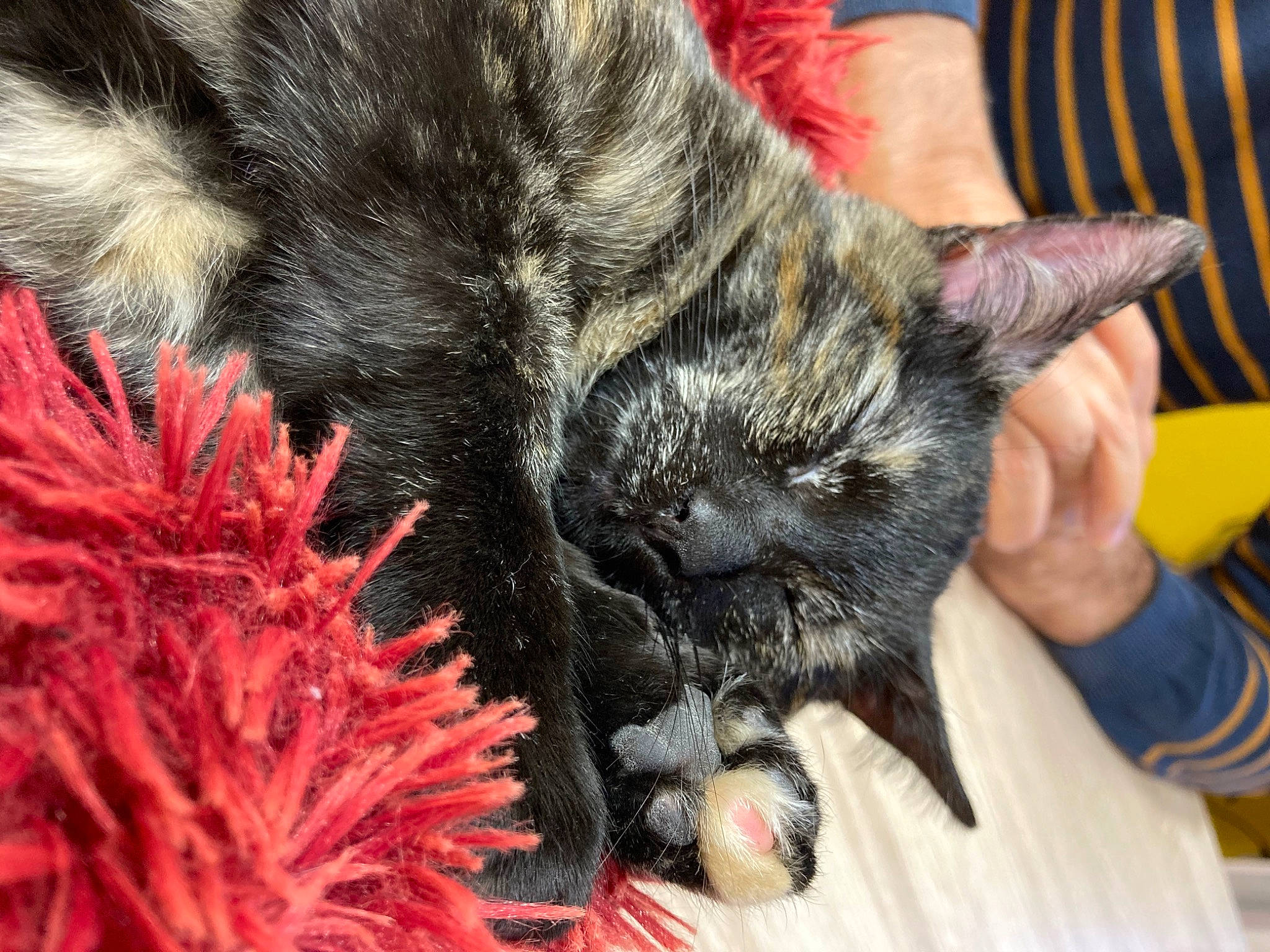 Tina a rejoint le concours — aidez-le/la à gagner de superbes lots ! canidae, carmine, carnivore, cat, claw, dog_breed, domestic_short_haired_cat, event, felidae, fur, gesture, nail, paw, small_to_medium_sized_cats, snout, sporting_group, terrestrial_animal, whiskers