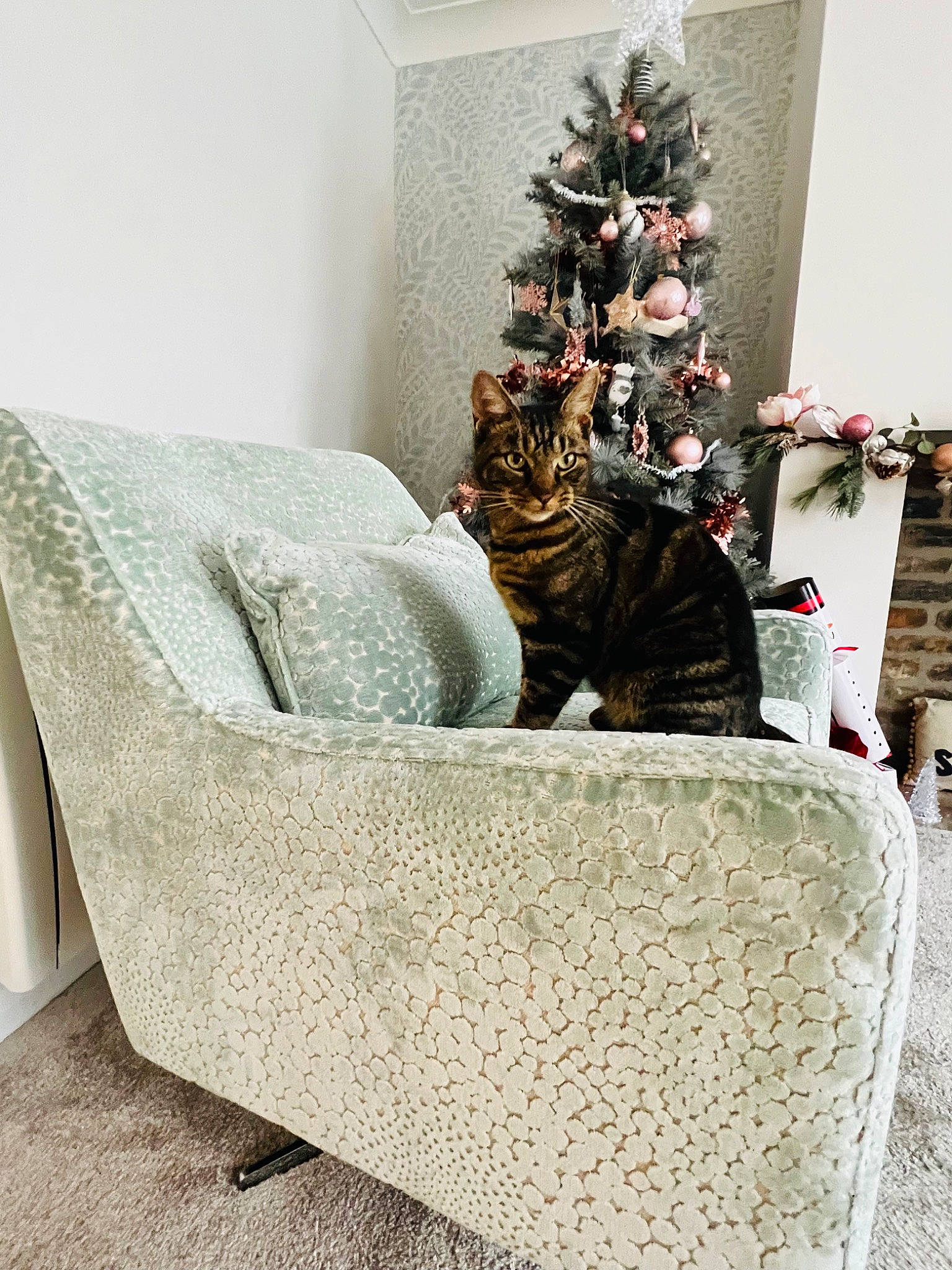 Leo joined the competition — help win amazing prizes! carnivore, cat, christmas_decoration, christmas_ornament, christmas_tree, club_chair, comfort, couch, felidae, fur, holiday_ornament, living_room, ornament, plant, shelf, small_to_medium_sized_cats, tail, tree, whiskers, wood