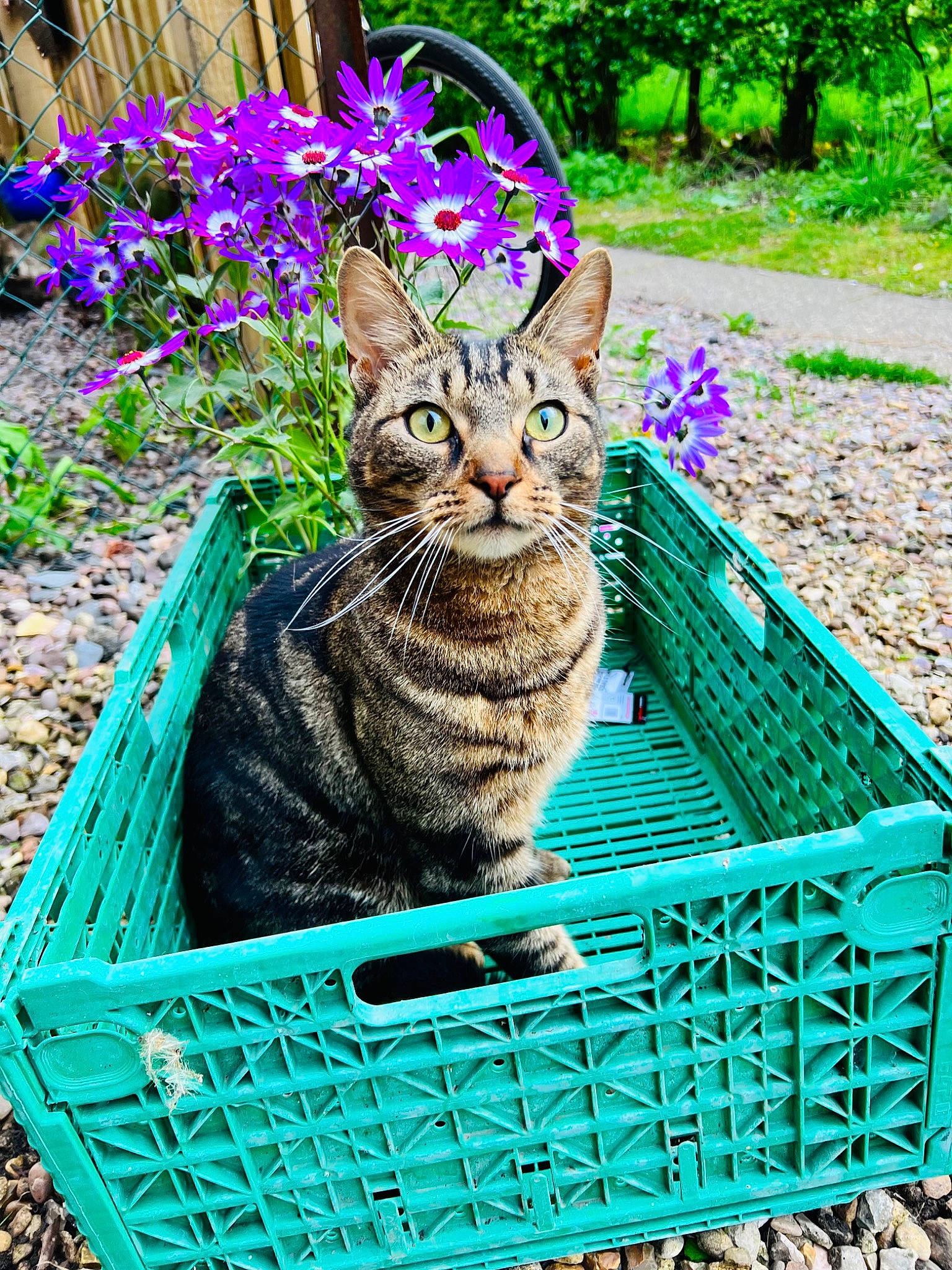 Leo joined the competition — help win amazing prizes! basket, blue, carnivore, cat, domestic_short_haired_cat, fawn, felidae, flower, garden, grass, green, groundcover, magenta, pet_supply, petal, photograph, plant, small_to_medium_sized_cats, snapshot, whiskers