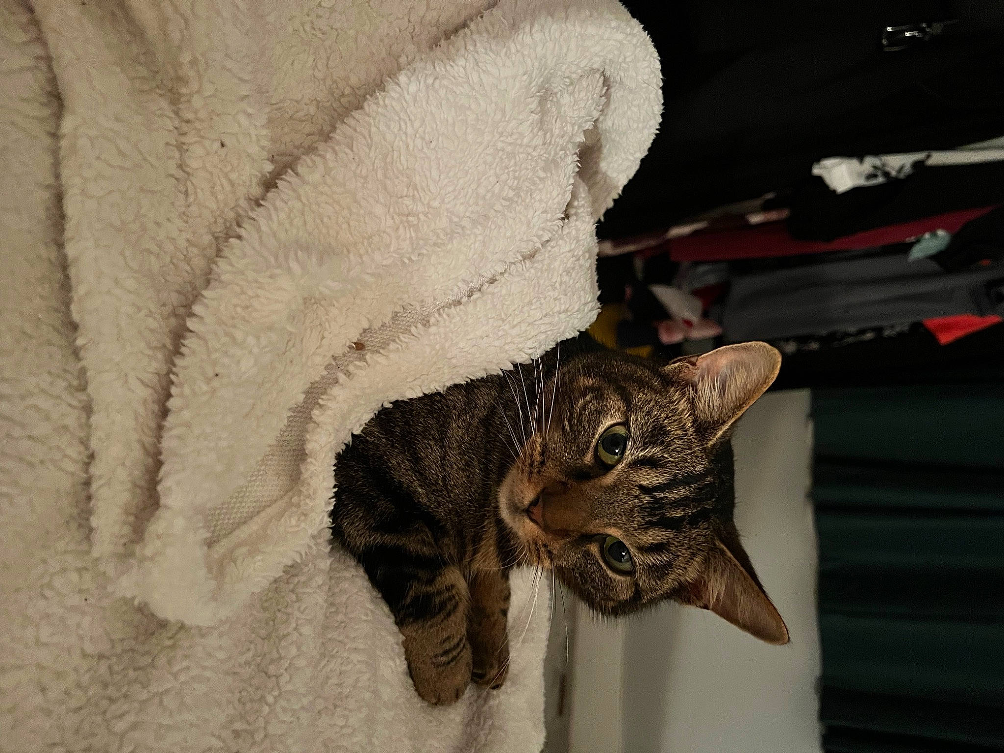 Leo joined the competition — help win amazing prizes! carnivore, cat, claw, comfort, domestic_short_haired_cat, felidae, fur, linens, paw, sleeve, small_to_medium_sized_cats, snout, tail, tree, whiskers, window, wool, woolen