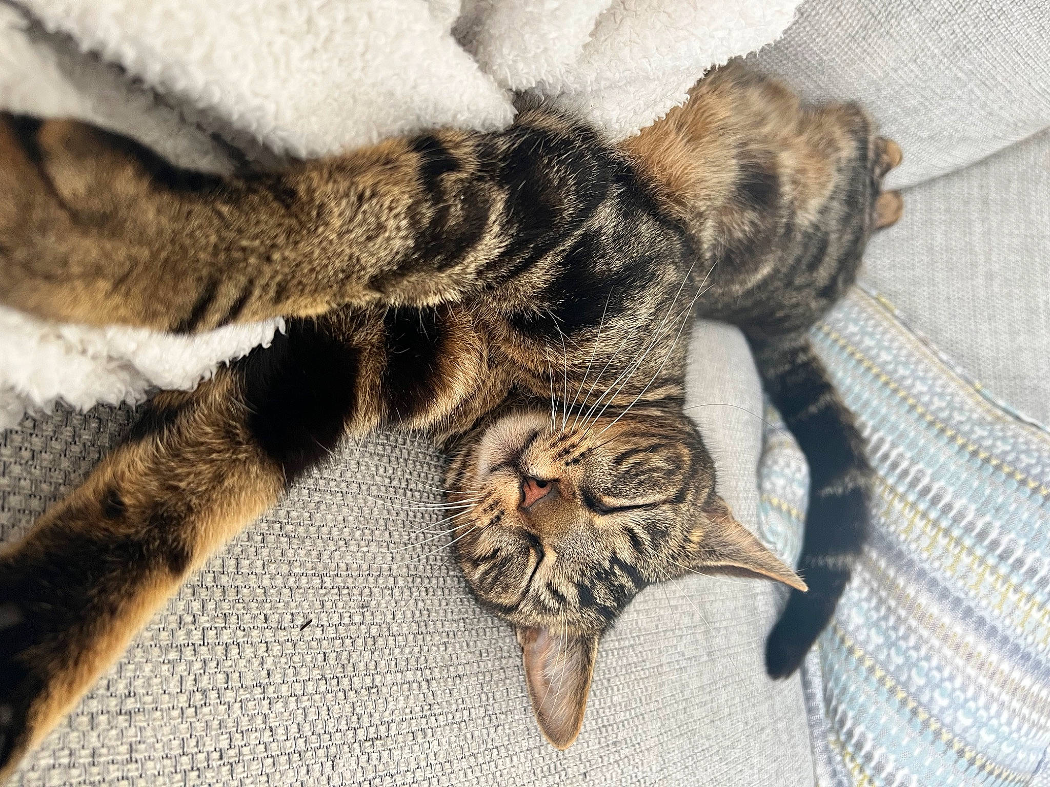 Leo joined the competition — help win amazing prizes! arthropod, brown, butterfly, claw, close_up, felidae, fur, insect, moths_and_butterflies, natural_material, pattern, paw, pollinator, tail, terrestrial_animal, whiskers, wildlife, wing