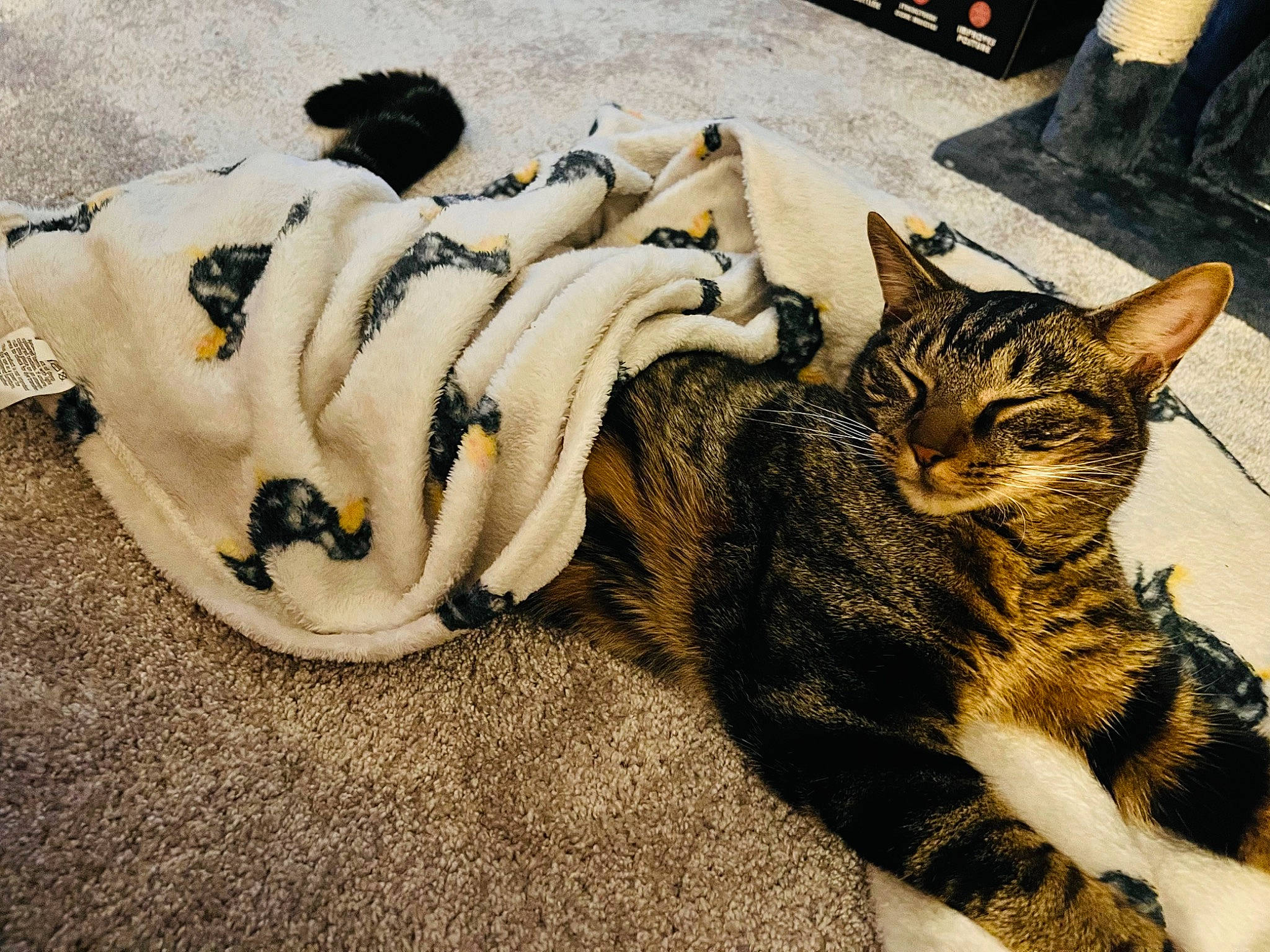 Leo joined the competition — help win amazing prizes! carnivore, cat, claw, comfort, domestic_short_haired_cat, eyewear, felidae, foot, fur, human_leg, leg, nap, paw, personal_protective_equipment, sand, sitting, small_to_medium_sized_cats, snout, tail, whiskers