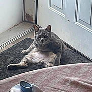 Smokey is registered to the contest to win money with this photo: cat, gray_tabby, indoor, door, mat, relaxed, sitting, pet, animal, fur, whiskers, household, fabric_shaver, window, floor, light, curious, looking, front_paw, chubby