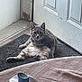 cat, gray_tabby, indoor, door, mat, relaxed, sitting, pet, animal, fur, whiskers, household, fabric_shaver, window, floor, light, curious, looking, front_paw, chubby