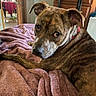 Gypsy is registered to the contest to win money with this photo: dog, brindle, pet, blanket, bed, indoor, cozy, looking_back, furniture, wooden_cabinet, doorway, red_collar, home, floor, table, chair, natural_light, relaxed, nostalgia, timehop