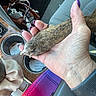 Gypsy is registered to the contest to win money with this photo: dog_paw, hand, nail_polish, car_interior, cup_holder, bag, fabric, close_up, friendship, trust, skin, fur, seat, casual, human, pet, animal, holding, colorful, accessory