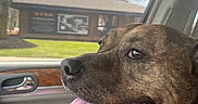 Gypsy is registered to the contest to win money with this photo: dog, pet, car_interior, tongue_out, happy, brown_dog, collar, chain_leash, window, building, greenery, daylight, side_profile, canine, animal, domestic_animal, seat, door_handle, reflection, closeup