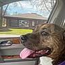 dog, pet, car_interior, tongue_out, happy, brown_dog, collar, chain_leash, window, building, greenery, daylight, side_profile, canine, animal, domestic_animal, seat, door_handle, reflection, closeup