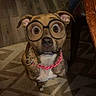 dog, filter, glasses, eyes, pet, indoor, rug, wooden_floor, furniture, collar, pattern, snapchat, social_media, screenshot, animal, canine, brown, cute, playful, digital_overlay