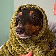 Pov participe au concours pour gagner de l'argent avec cette photo : dog, towel, wrapped, pet, cozy, hand, face, indoor, brown, black, snout, portrait, animal, cute, expression, human, skin, holding, texture, relaxed