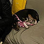 dog, sleeping, couch, leash, pink_harness, person, black_clothing, yellow_bag, indoor, glass, plate, fabric, resting, pet, home, cozy, furniture, brown, black, relaxed
