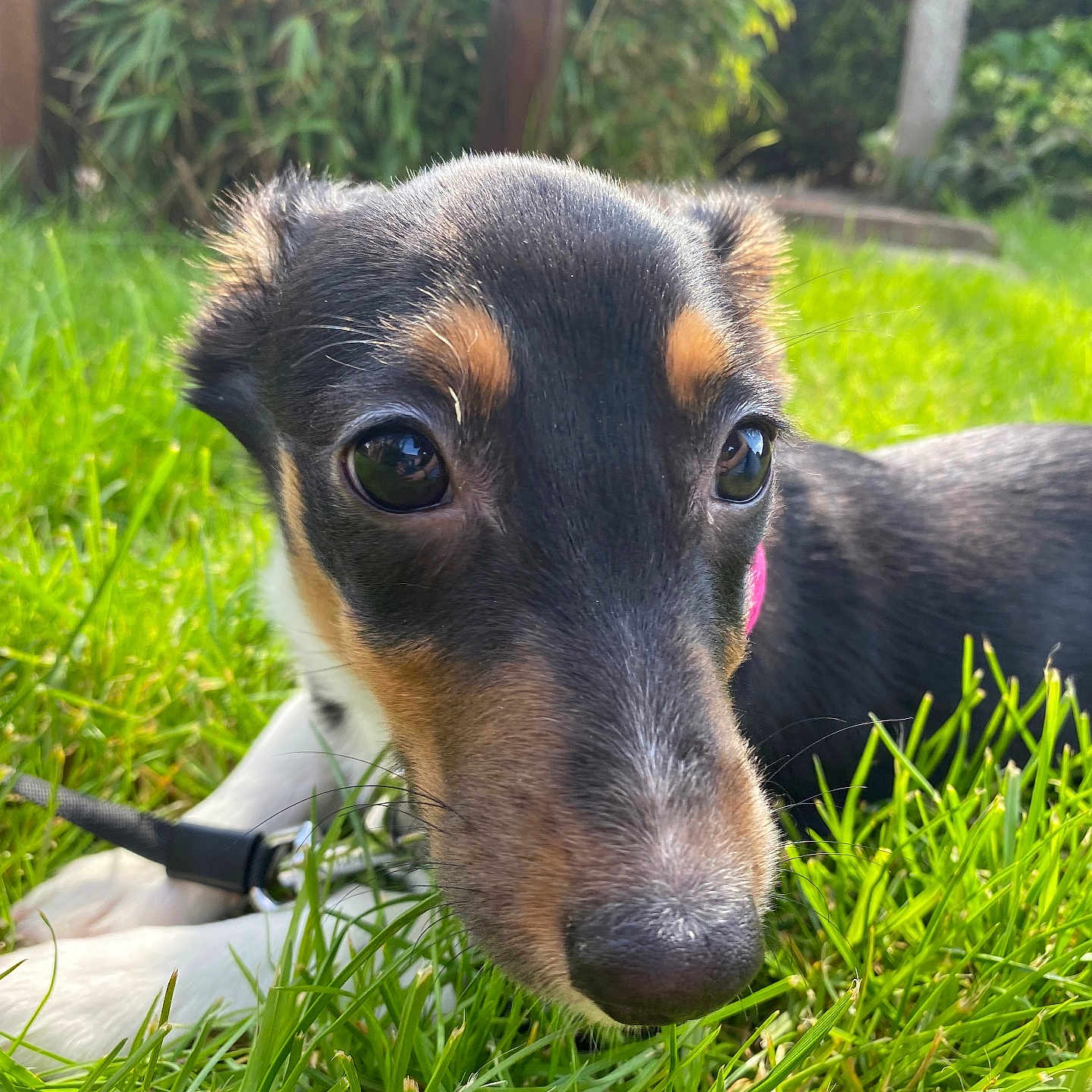Pov participe au concours pour gagner de l'argent avec cette photo : animal, background_blur, black_fur, brown_fur, closeup, collar, cute, daylight, dog, ears, garden, grass, leash, nature, outdoor, pet, puppy, snout, white_paws, young_dog