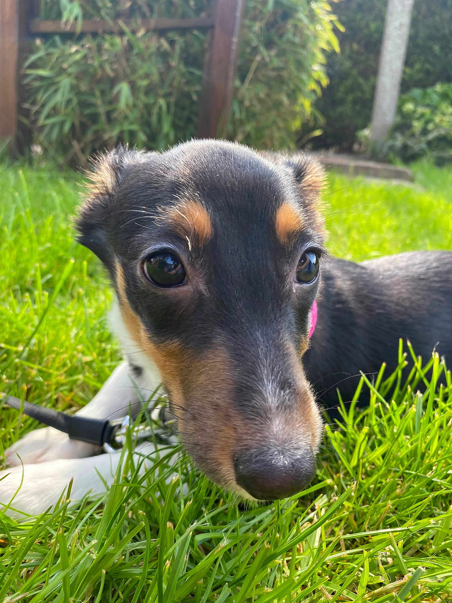 Pov participe au concours pour gagner de l'argent avec cette photo : puppy, dog, grass, outdoor, pet, closeup, black_fur, brown_fur, white_paws, collar, nature, daylight, leash, garden, young_dog, animal, cute, snout, ears, background_blur