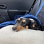 Pov a rejoint le concours — aidez-le/la à gagner de superbes lots ! dog, sleeping, blanket, pillow, car_interior, seat, resting, animal, pet, cozy, comfort, black_and_tan, fur, closed_eyes, relaxed, vehicle, travel, nap, soft_texture, indoor