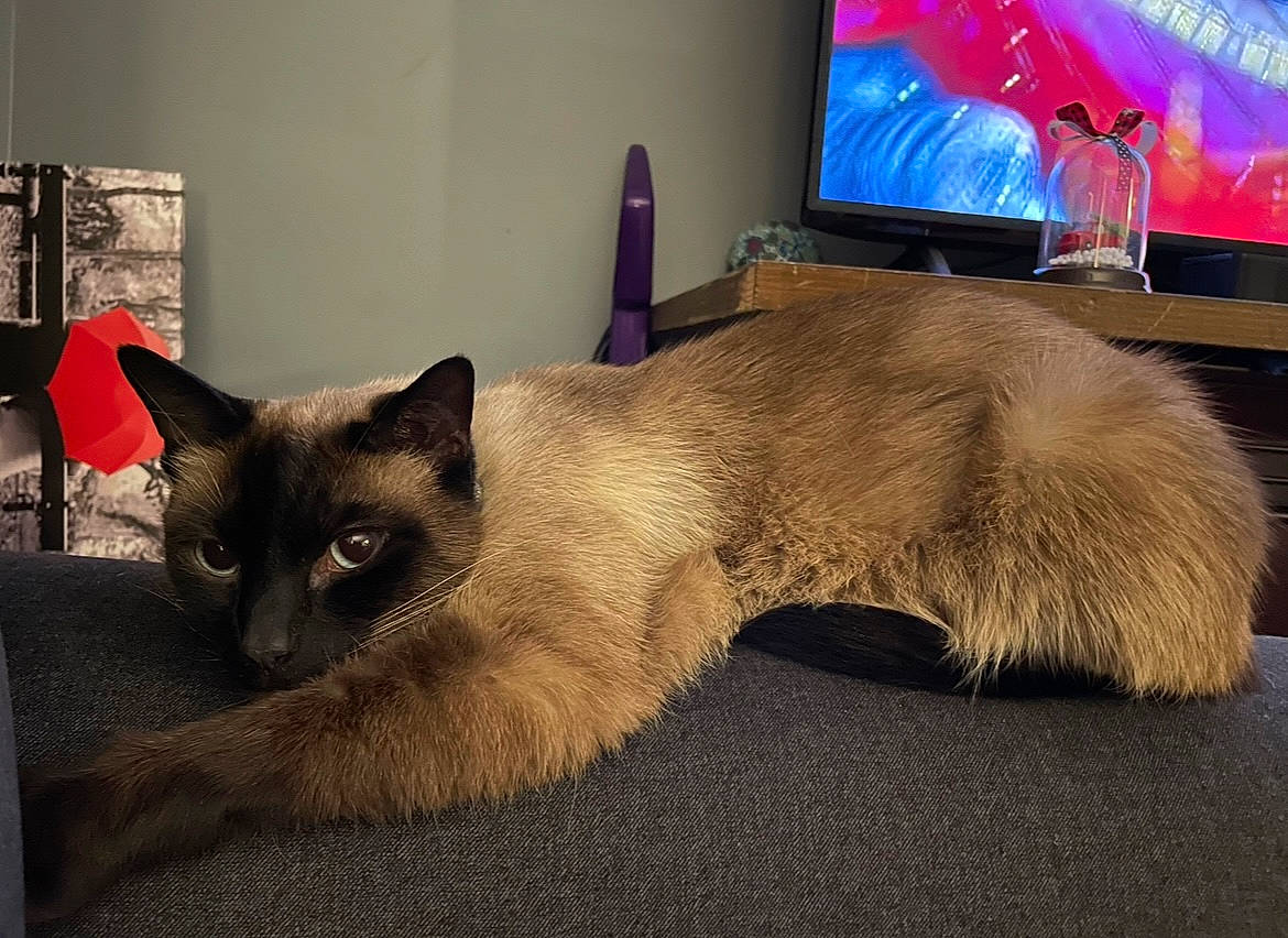 Nimbus joined the competition — help win amazing prizes! balinese, carnivore, cat, comfort, curtain, display_device, domestic_short_haired_cat, fawn, felidae, fur, led_backlit_lcd_display, paw, siamese, small_to_medium_sized_cats, snout, tail, television, television_set, thai, whiskers