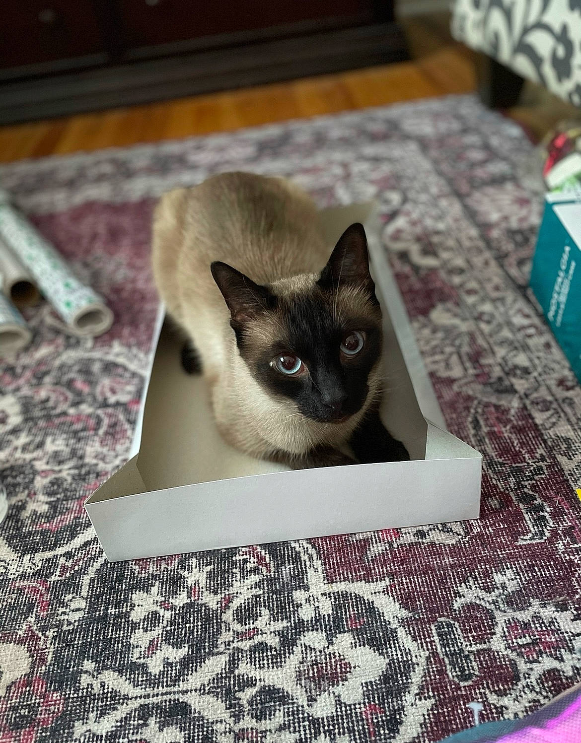 Nimbus joined the competition — help win amazing prizes! balinese, carnivore, cat, cat_supply, comfort, domestic_short_haired_cat, fawn, felidae, flooring, fur, linens, pattern, pet_supply, photo_caption, rectangle, siamese, small_to_medium_sized_cats, snout, textile, whiskers