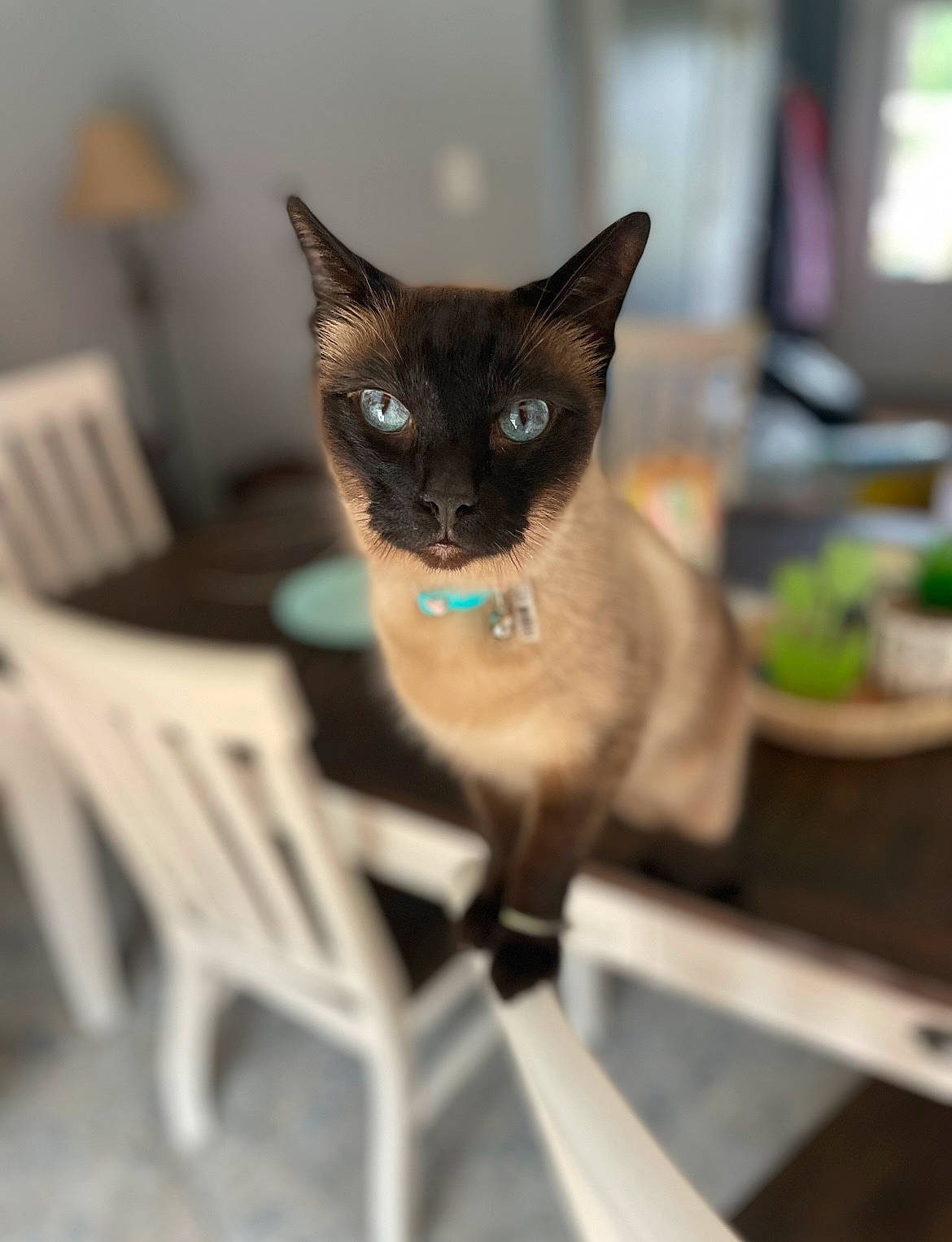 Nimbus joined the competition — help win amazing prizes! carnivore, cat, chair, fawn, felidae, fur, houseplant, iris, siamese, sitting, small_to_medium_sized_cats, snout, thai, whiskers