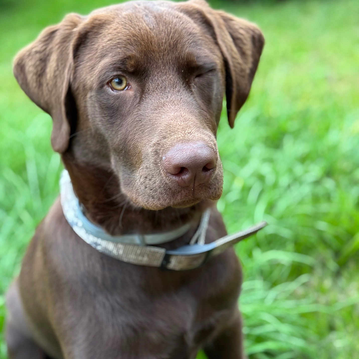 River joined the competition — help win amazing prizes! adorable, animal, brown_fur, canine, chocolate_labrador, closeup, collar, cute, dog, friendly, grass, nature, outdoor, pet, playful, portrait, puppy, sitting, winking, young_dog