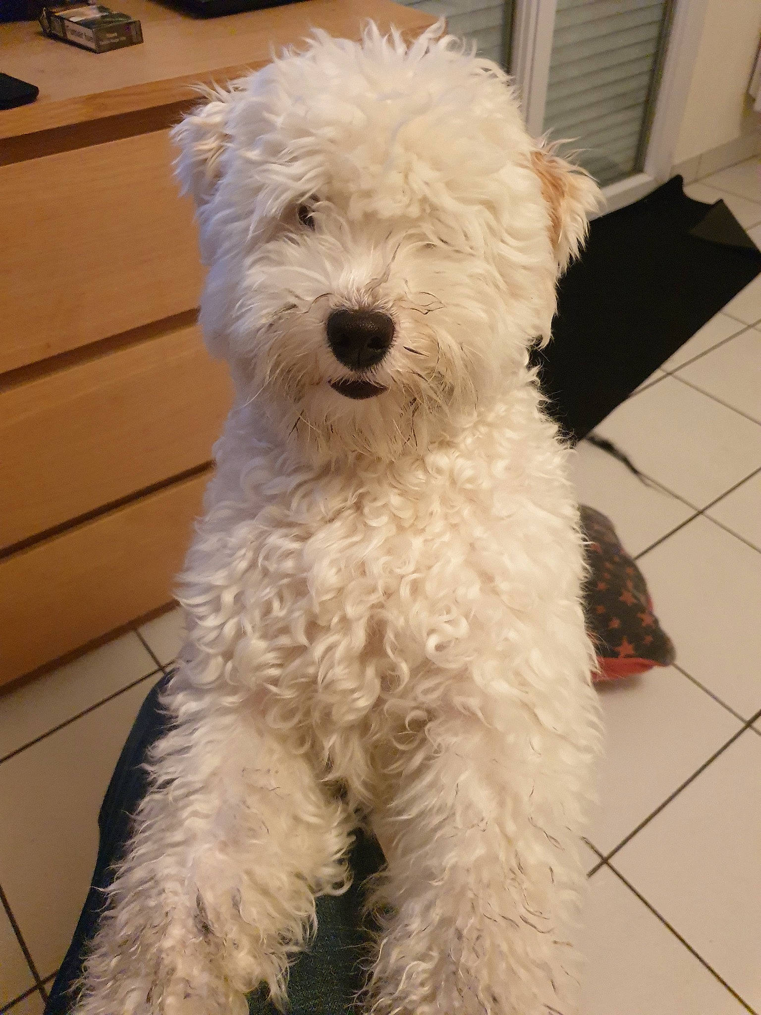 Valentin a rejoint le concours — aidez-le/la à gagner de superbes lots ! bolonka, canidae, carnivore, companion_dog, dog, dog_breed, havanese, maltepoo, maltese, mammal, non_sporting_group, poodle, poodle_crossbreed, puppy, rare_breed_dog, schnoodle, sporting_lucas_terrier, terrier, vertebrate, west_highland_white_terrier