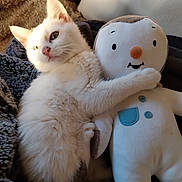 Gabby participe au concours pour gagner de l'argent avec cette photo : kitten, cat, plush_toy, stuffed_animal, snuggling, cozy, blanket, sunlight, indoor, pet, cute, white_cat, soft, friendship, paw, relaxing, toy, animal, fur, resting