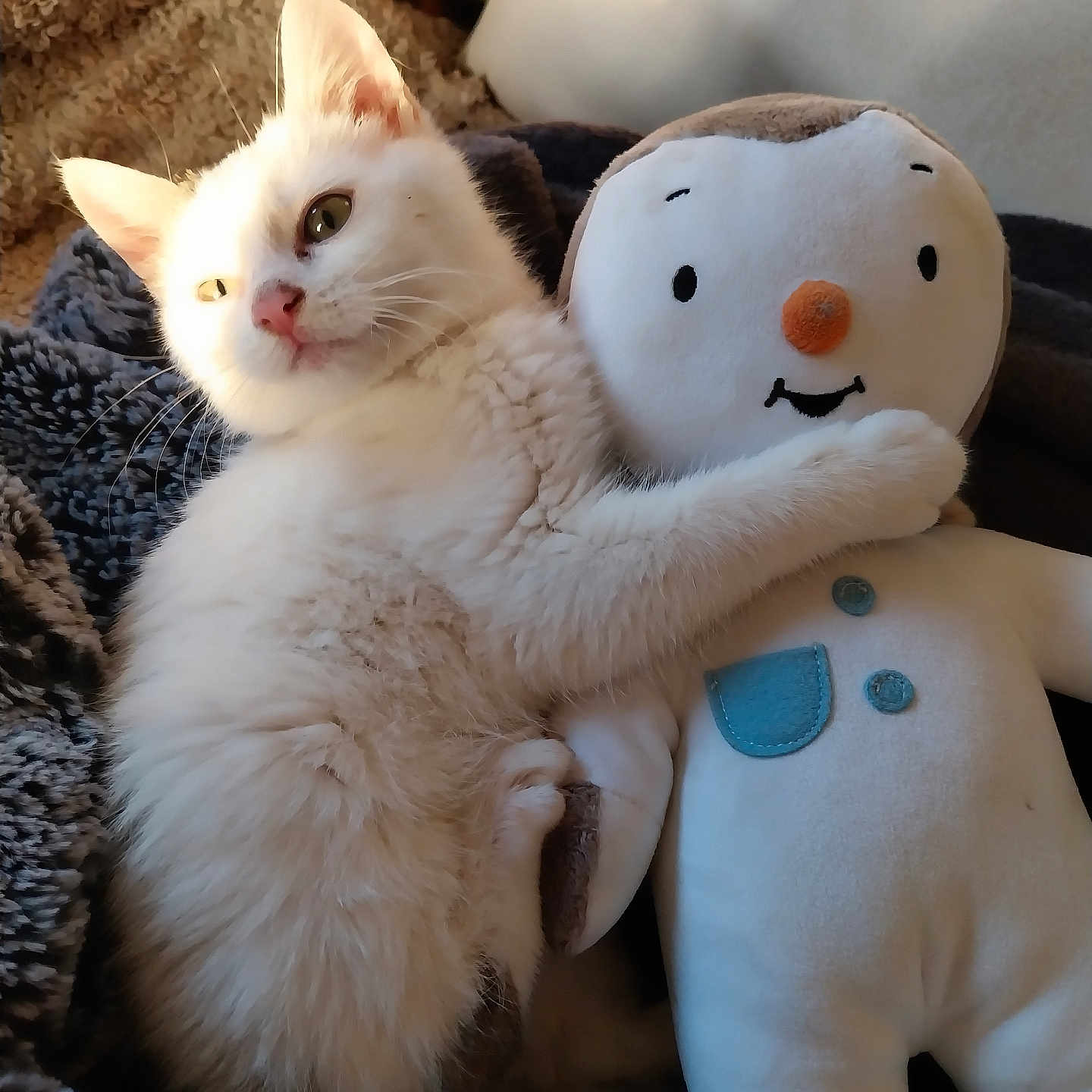 Gabby participe au concours pour gagner de l'argent avec cette photo : animal, blanket, cat, cozy, cute, friendship, fur, indoor, kitten, paw, pet, plush_toy, relaxing, resting, snuggling, soft, stuffed_animal, sunlight, toy, white_cat