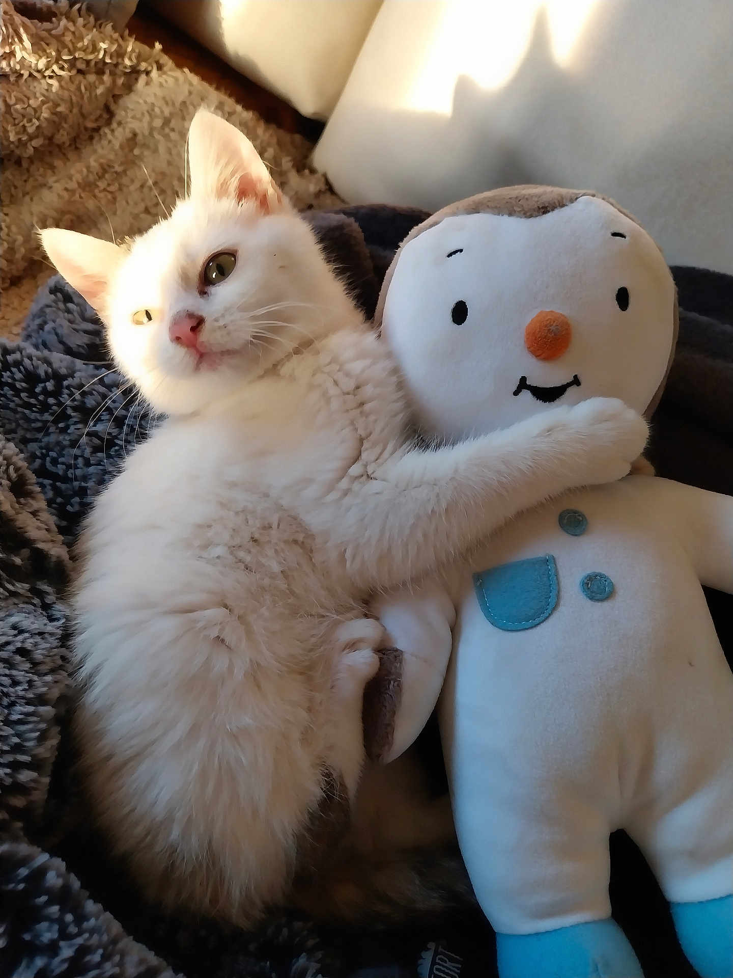 Gabby participe au concours pour gagner de l'argent avec cette photo : kitten, cat, plush_toy, stuffed_animal, snuggling, cozy, blanket, sunlight, indoor, pet, cute, white_cat, soft, friendship, paw, relaxing, toy, animal, fur, resting